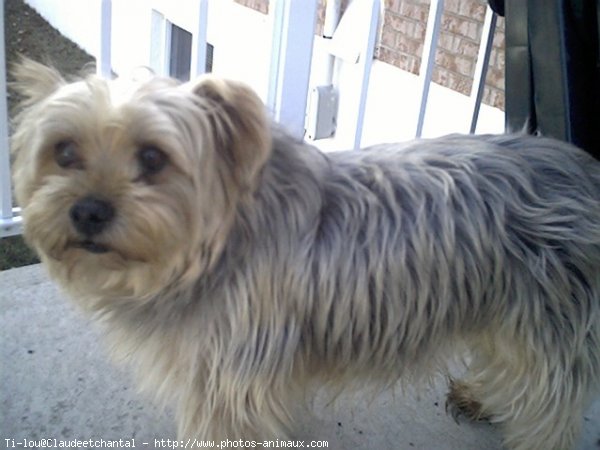 Photo de Yorkshire terrier