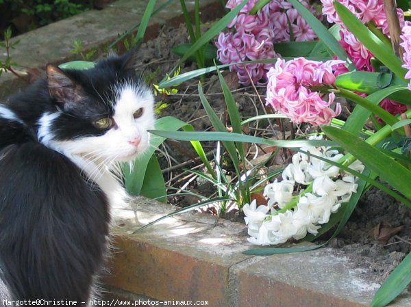 Photo de Chat domestique