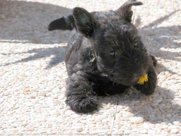 Photo de Scottish terrier