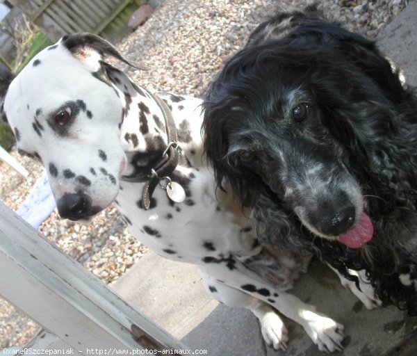 Photo de Dalmatien