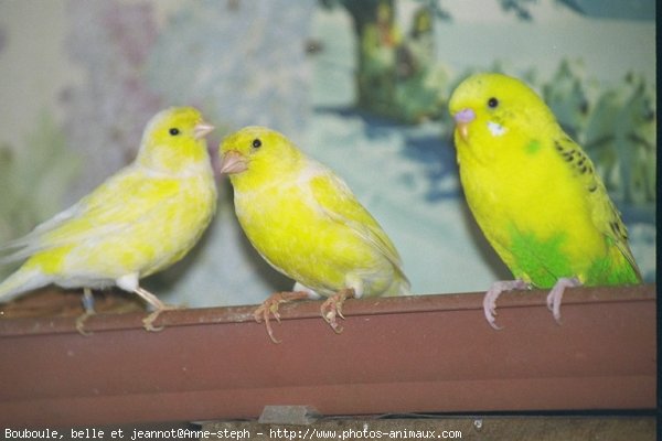 Photo de Races diffrentes