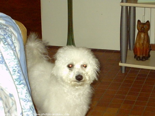 Photo de Bichon  poil fris