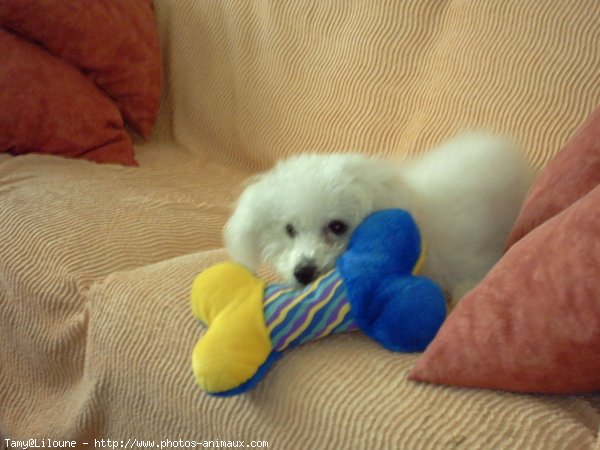 Photo de Bichon  poil fris