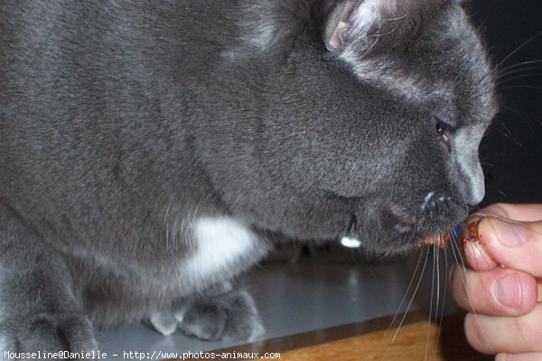 Photo de Chat domestique