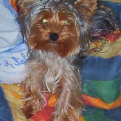 Photo de Yorkshire terrier