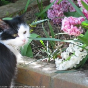 Photo de Chat domestique