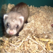 Photo de Furet