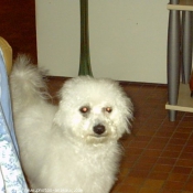 Photo de Bichon  poil fris