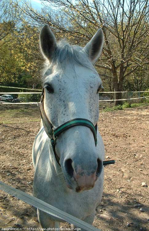 Photo de Poney franais de selle