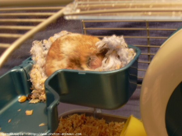 Photo de Hamster