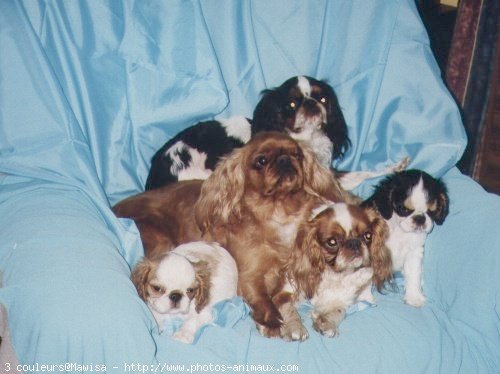 Photo de King charles spaniel