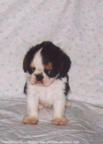 Photo de King charles spaniel