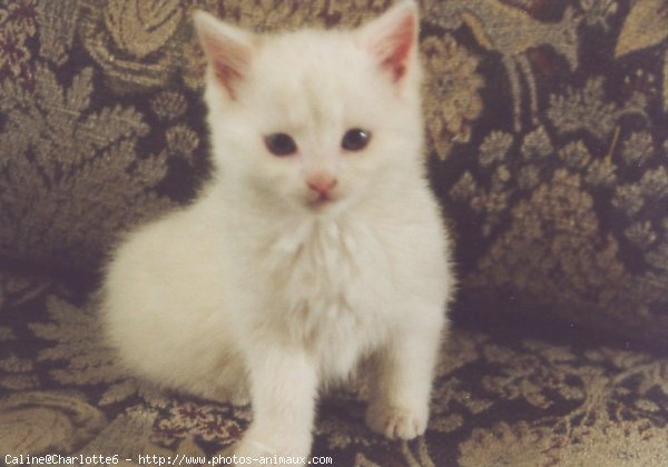 Photo de Chat domestique