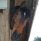 Photo de Poney franais de selle