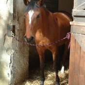 Photo de Poney franais de selle