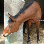 Photo de Poney franais de selle