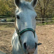 Photo de Poney franais de selle