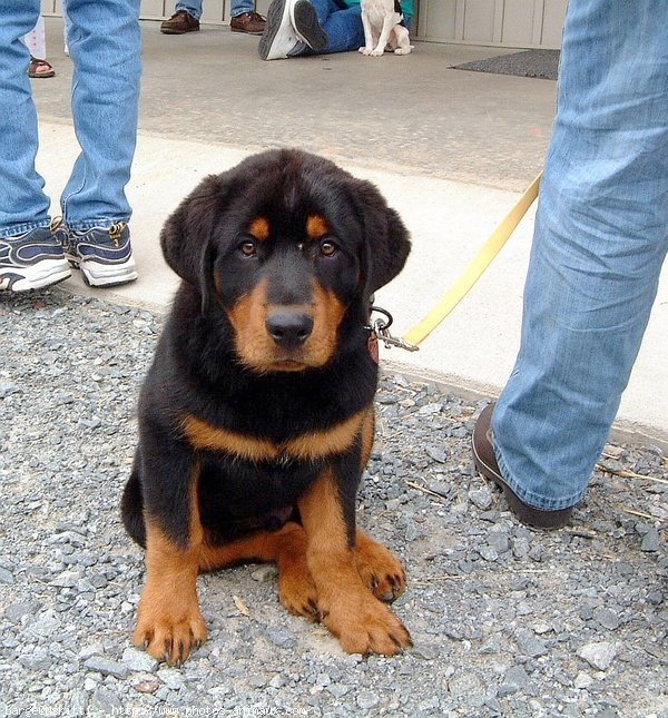 Photo de Rottweiler