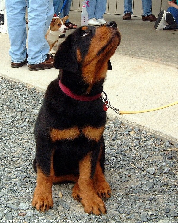 Photo de Rottweiler