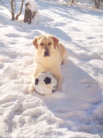 Photo de Labrador retriever