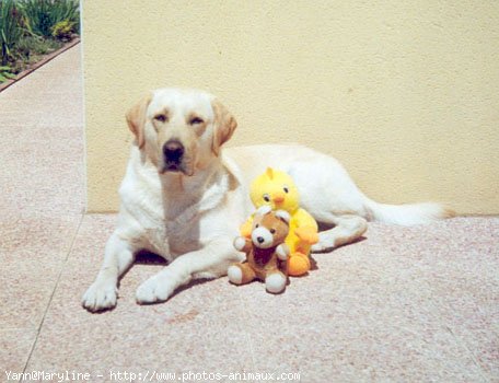 Photo de Labrador retriever