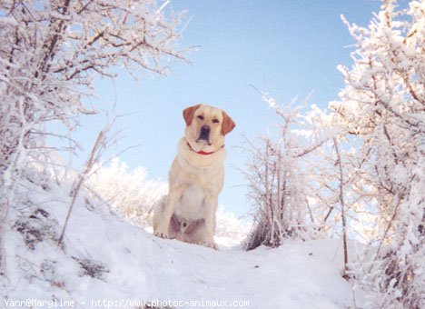 Photo de Labrador retriever