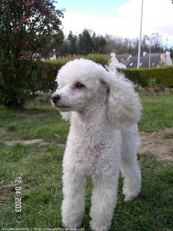 Photo de Caniche moyen