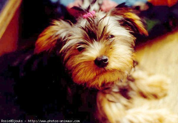 Photo de Yorkshire terrier