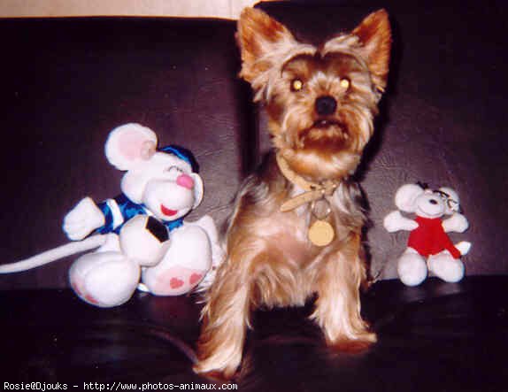 Photo de Yorkshire terrier