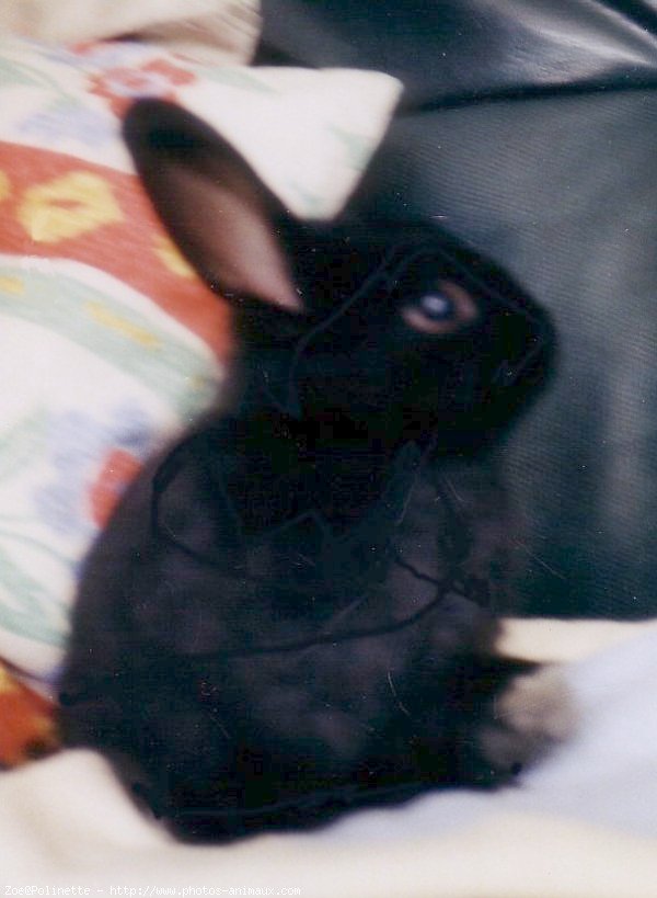 Photo de Lapin