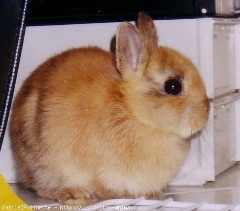 Photo de Lapin