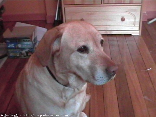 Photo de Labrador retriever