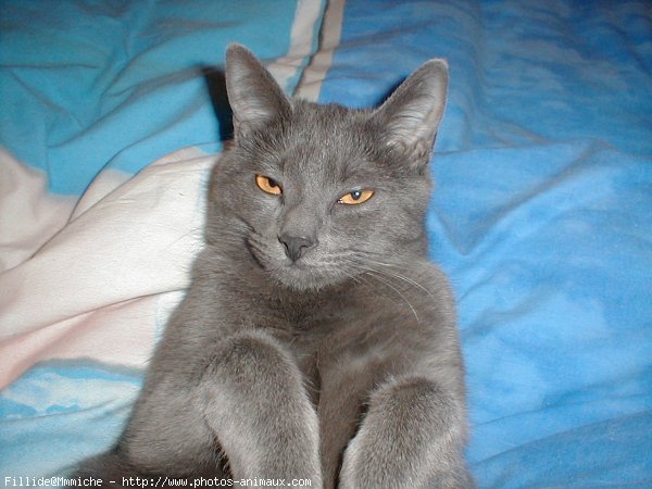 Photo de Chartreux