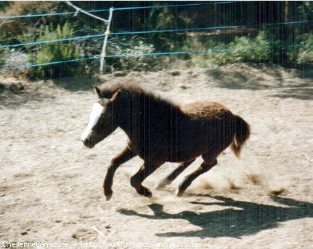 Photo de Shetland