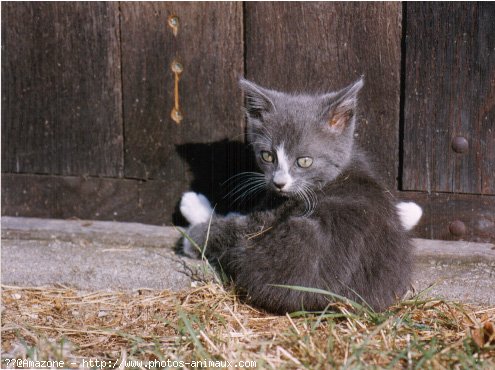 Photo de Chat domestique