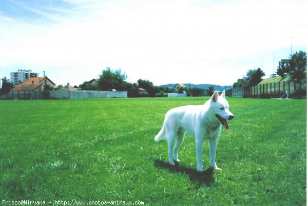 Photo de Husky siberien