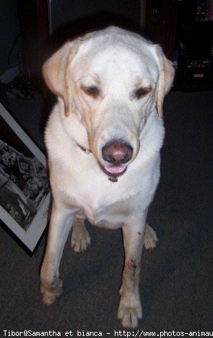 Photo de Labrador retriever