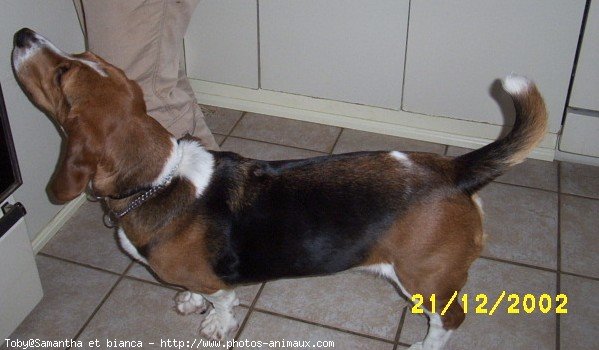 Photo de Basset hound