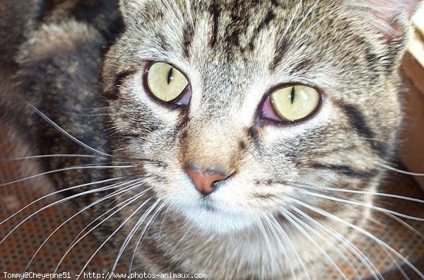 Photo de Chat domestique