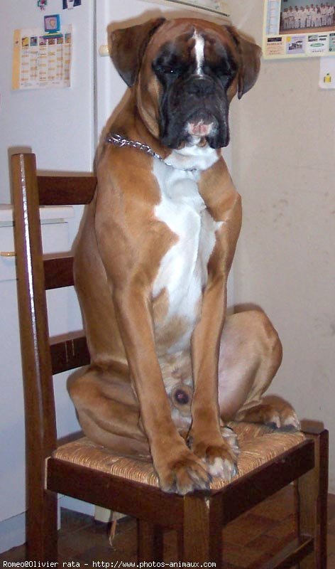 Photo de Boxer