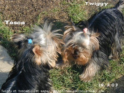 Photo de Yorkshire terrier