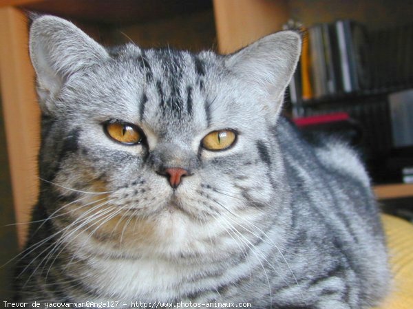 Photo de British shorthair