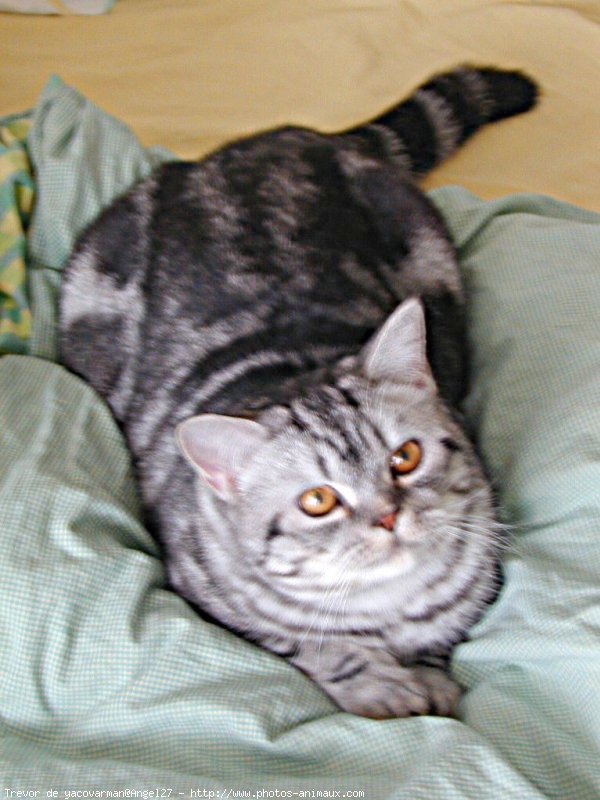 Photo de British shorthair