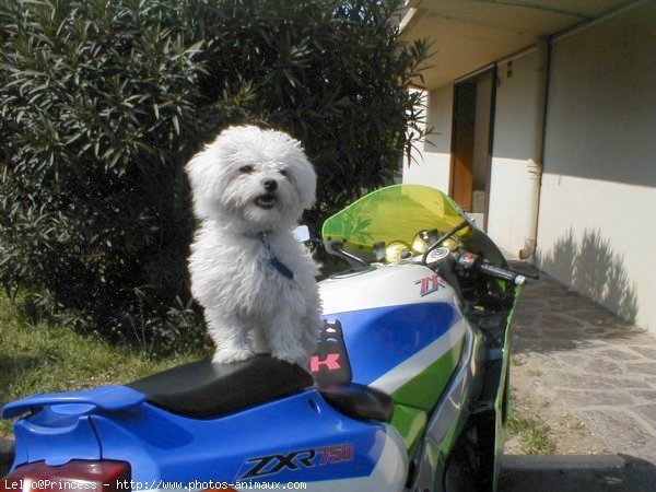 Photo de Bichon  poil fris