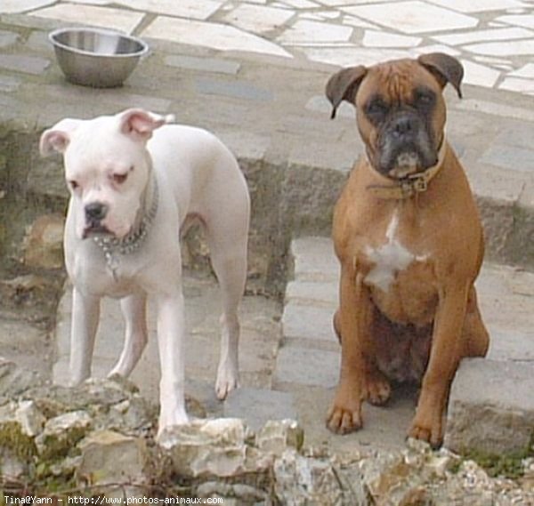 Photo de Boxer