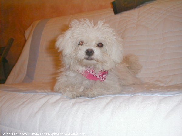 Photo de Bichon  poil fris