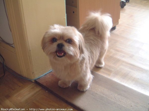 Photo de Shih tzu