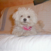 Photo de Bichon  poil fris