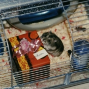 Photo de Hamster