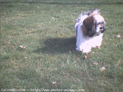 Photo de Shih tzu